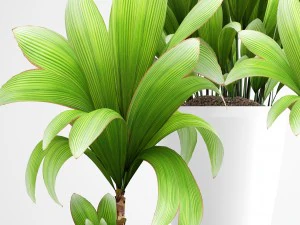 young coconut tree 3D Model