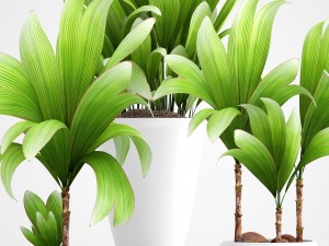 young coconut tree 3D Model