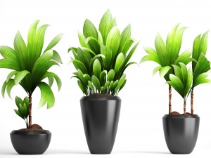 young coconut tree 3D Model