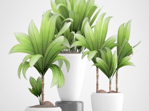 young coconut tree 3D Model