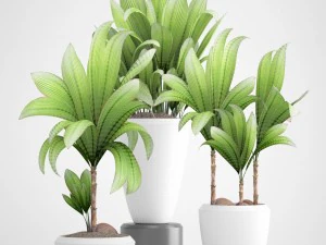 young coconut tree 3D Model