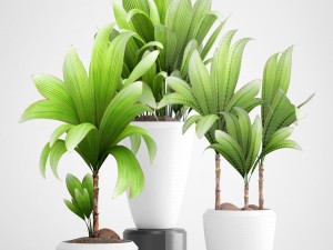 young coconut tree 3D Model