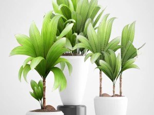 young coconut tree 3D Model