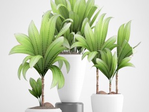 young coconut tree 3D Model
