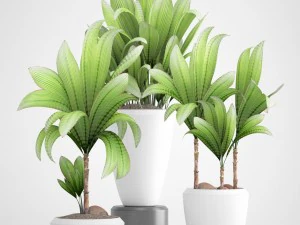 young coconut tree 3D Model