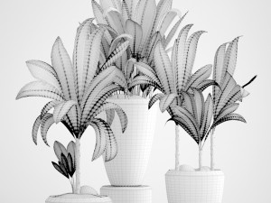 young coconut tree 3D Model