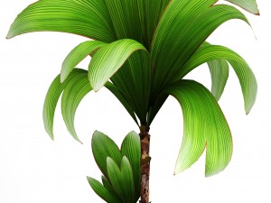young coconut tree 3D Model