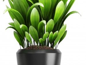 young coconut tree 3D Model