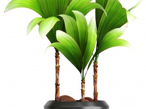 young coconut tree 3D Model