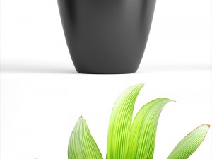 young coconut tree 3D Model