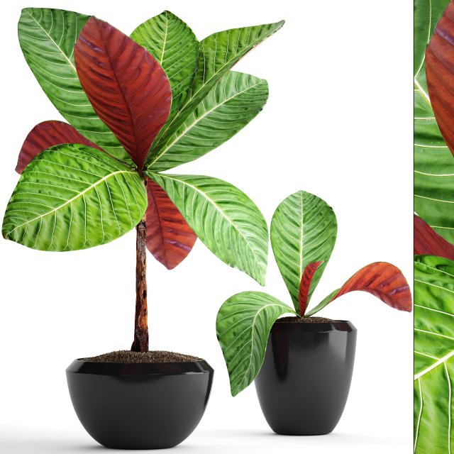 tropical plant shrubs Modèle 3D .c4d .max .obj .3ds .fbx .stl .blend 