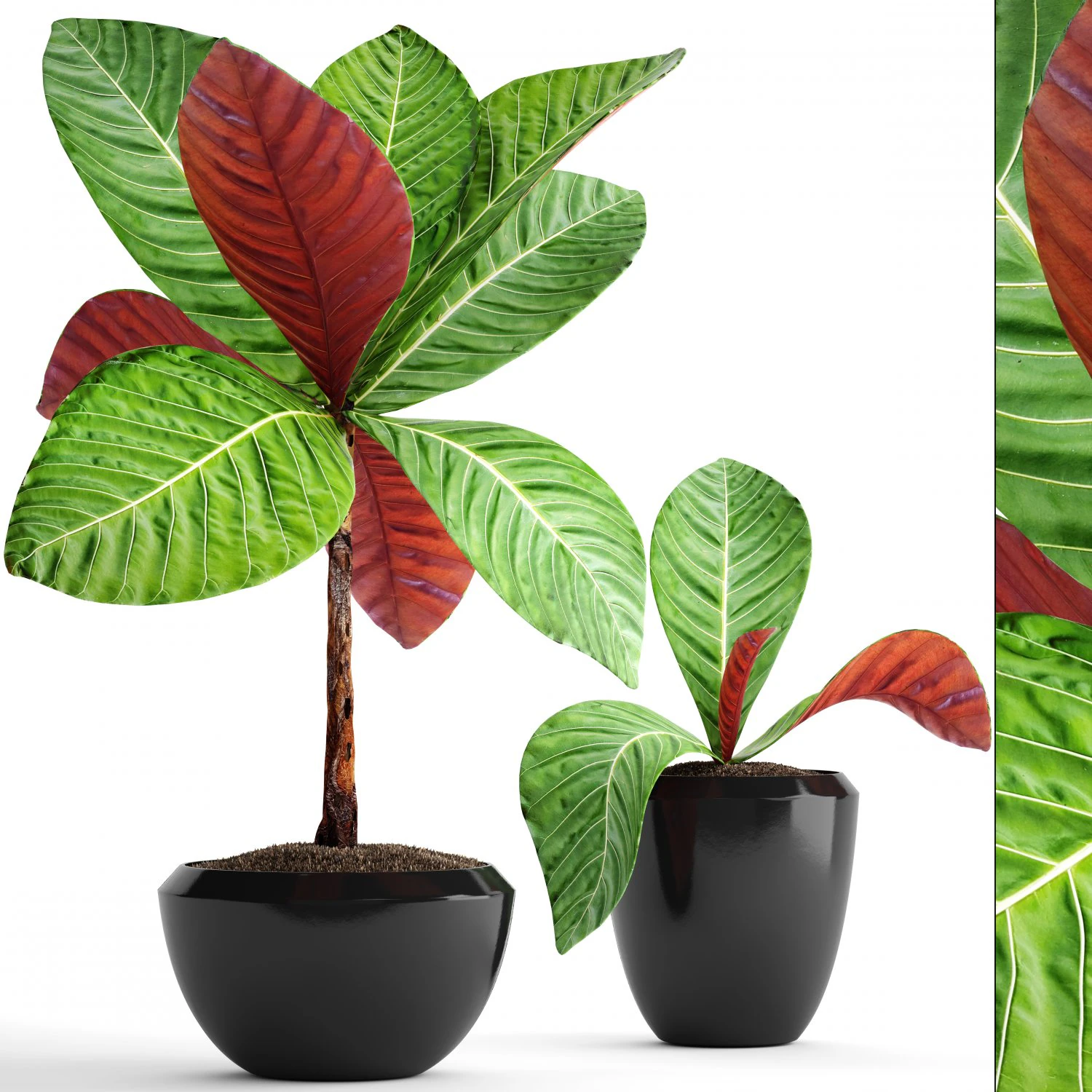tropical plant shrubs 3D Model .c4d .max .obj .3ds .fbx .stl .blend 
