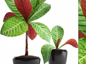 tropical plant shrubs 3D Model