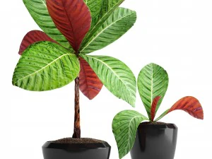 tropical plant shrubs 3D Model