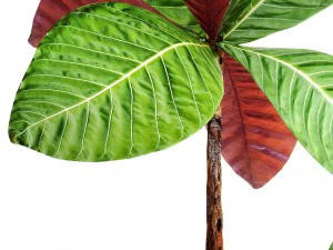 tropical plant shrubs 3D Model