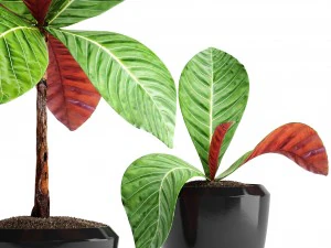 tropical plant shrubs 3D Model