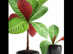 tropical plant shrubs 3D Model