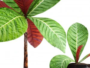 tropical plant shrubs 3D Model