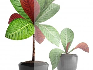 tropical plant shrubs 3D Model