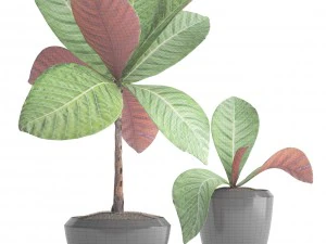 tropical plant shrubs 3D Model
