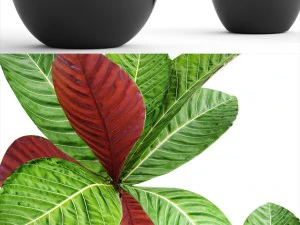 tropical plant shrubs 3D Model