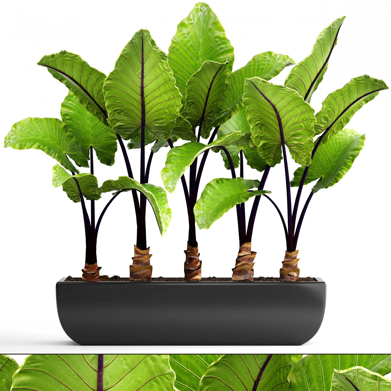 alocasia macrorrhiza 3D Model .c4d .max .obj .3ds .fbx .stl .blend 