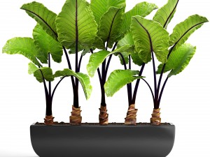 alocasia macrorrhiza 3D मॉडल