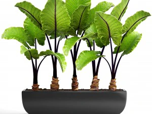 alocasia macrorrhize Modèle 3D