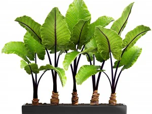 alocasia macrorrhiza 3D Model