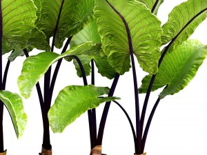 alocasia macrorrhiza 3D Model