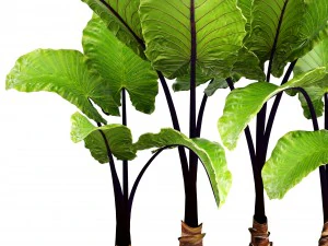 alocasia macrorrhiza 3D Model