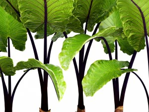 alocasia macrorrhiza 3D Model