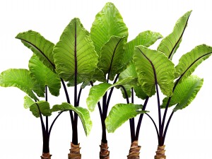 alocasia macrorrhiza 3D-Modell