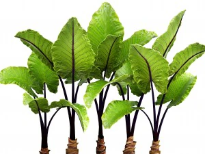 alocasia macrorrhiza 3D Model