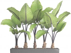 alocasia macrorrhiza 3D Model