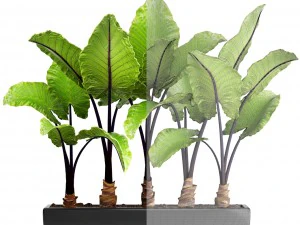 alocasia macrorrhiza 3D Model