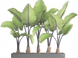 alocasia macrorrhiza 3D-Modell