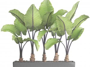 alocasia macrorrhiza 3D Model
