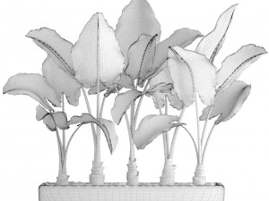 alocasia macrorrhiza 3D Model