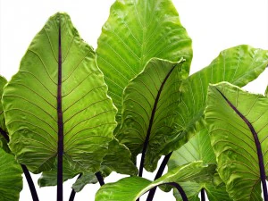 alocasia macrorrhiza 3D Model