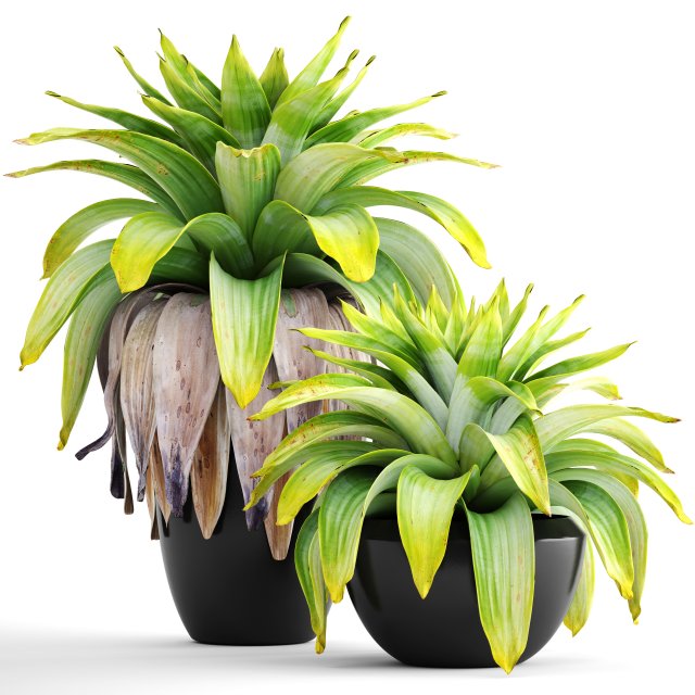 tropical plant shrubs Modèle 3D .c4d .max .obj .3ds .fbx .stl .blend 