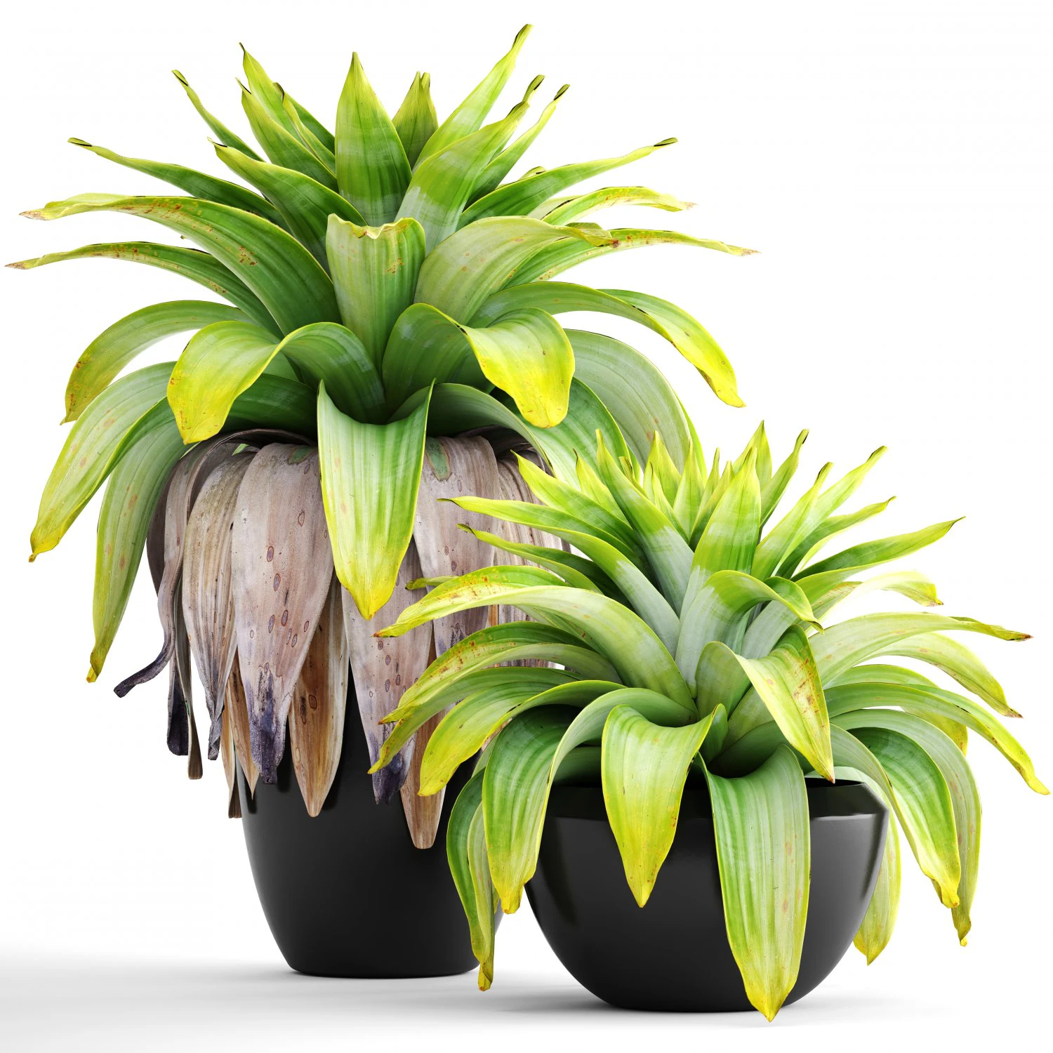 tropical plant shrubs 3D Model .c4d .max .obj .3ds .fbx .stl .blend