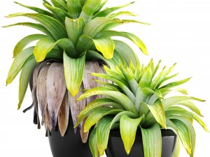 열대 식물 관목 3D 모델