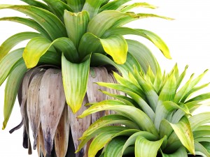 tropical plant shrubs Modèle 3D