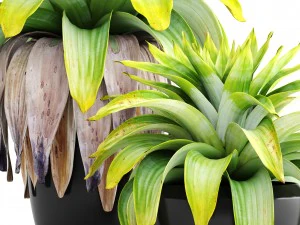 tropical plant shrubs 3D Model