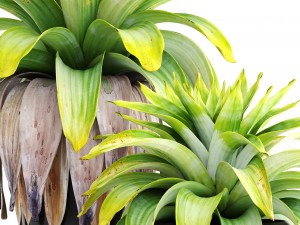 tropical plant shrubs Modèle 3D