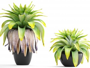 tropical plant shrubs Modèle 3D