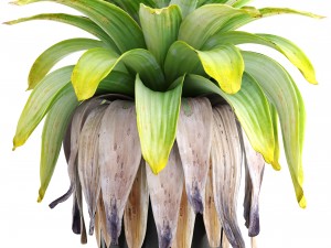 tropical plant shrubs Modèle 3D