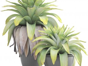 tropical plant shrubs Modèle 3D