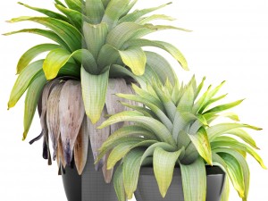 tropical plant shrubs Modèle 3D